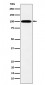 MYO19 Antibody